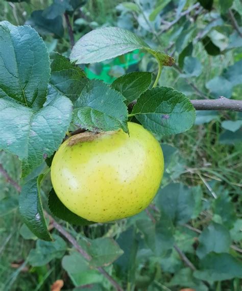 Cornish Honeypinnick Apple Tree £2250 Cider Apples Sweet Mid