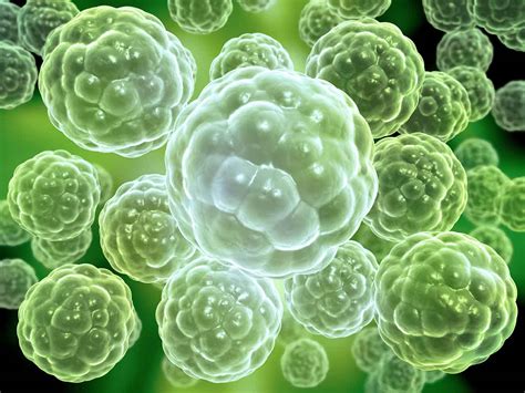 Amoeba paramecium yeast protozoa cyanobacteria other forms of bacteria. 地球の歴史―先カンブリア時代⑨ 多細胞生物の出現― | 一悟術