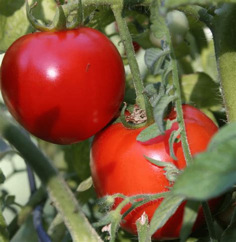 Early Girl Tomato 3 Plants Heavy Yield 3 Pots