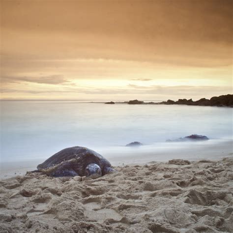 Long Exposure Turtle Turtle Beach North Shore Oahu Hawaii Sunset