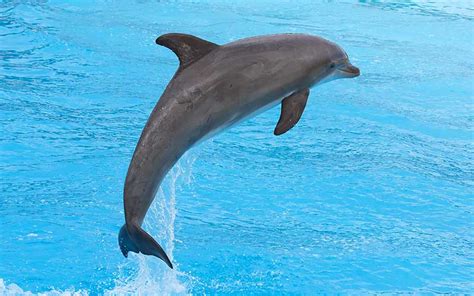 Common Bottlenose Dolphin Tursiops Truncatus Dolphins World