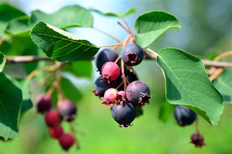 Benefits Of Berries Berryfirst Canada