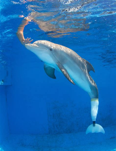 Winter The Dolphin At Clearwater Marine Aquarium Clearwater Marine