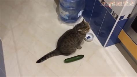 Cats Scared Of Cucumbers Compilation Cats Vs Cucumbers Funny Cats Youtube
