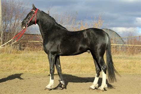 Orlov Trotter Dapple Grey Horses Horses Horse Breeds