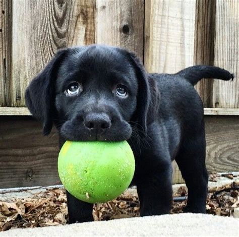 Discover short videos related to labrador puppies on tiktok. 10 Adorable Labrador Retriever Puppies You've Ever Seen