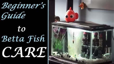 Beginners Guide To Betta Fish Care Youtube