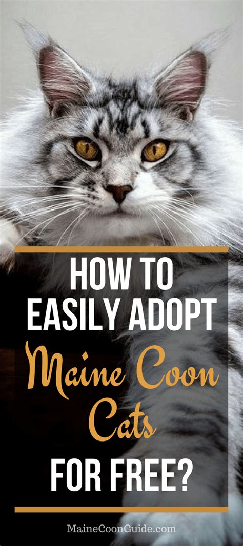 It has a distinctive physical appearance and valuable hunting skills. Where to Find Free Maine Coon Kittens » Maine Coon Guide