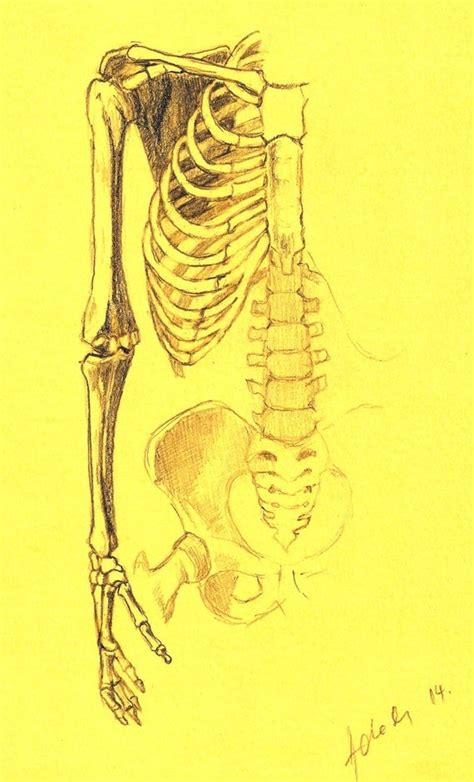 Articoli Simili A Anatomia Umana Disegno A Matita Arte Originale