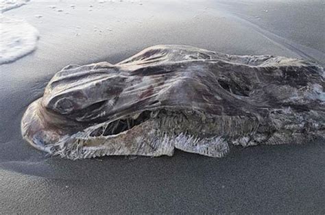 Alien Sea Monster Washes Up On Beach Fremantle Beach Blob Leaves People Baffled Daily Star