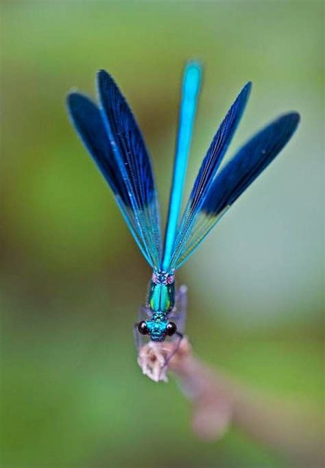 Blue Dragonflydamselfly Beautiful Bugs Damselfly Blue Dragonfly