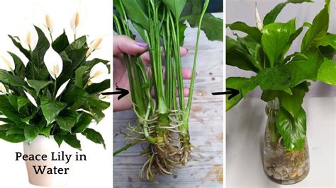 How To Grow A Peace Lily In Water Plants In Water How To Transplant