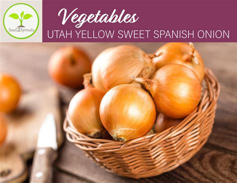 25 Utah Yellow Sweet Spanish Onion Seeds Vegetable Seeds Etsy