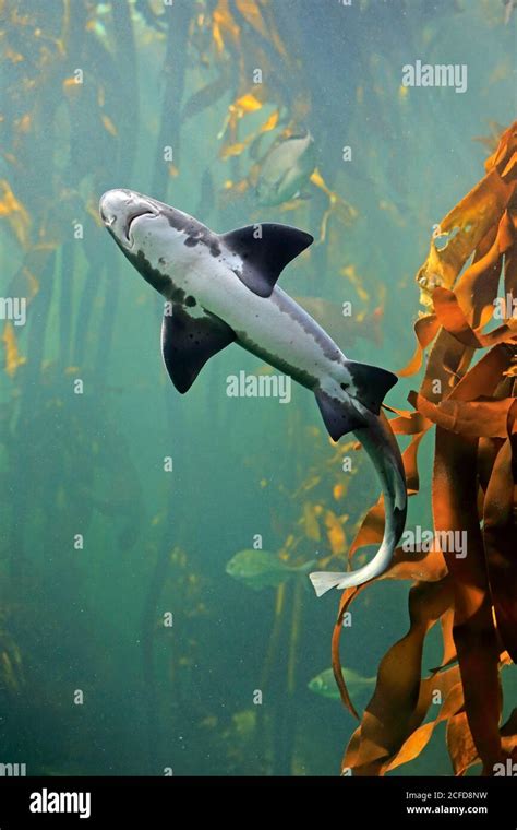 Spotted Tidal Creek Shark Sharp Toothed Dogfish Triakis Megalopterus