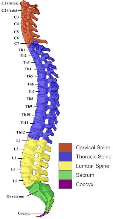Human Spine And Spinal Cord C1 To S5 Vertebra Spinal Cord Anatomy
