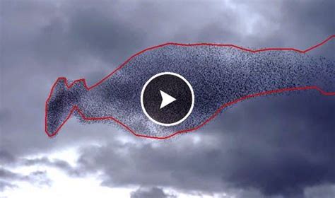 Beautiful Phenomenon Of Starlings Flocks Starling Flocking Phenomena