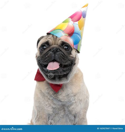 Cute Pug Wearing Birthday Hat And Red Bowtie Stock Image Image Of