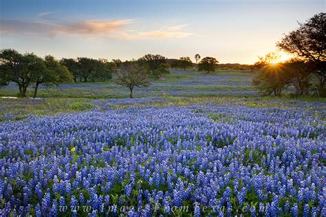 Bluebonnet Sunrise In The Country 1 Texas Hill Country Images From