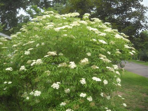 American Elderberry Bush Wildlife Love It And You Can Make Juice From