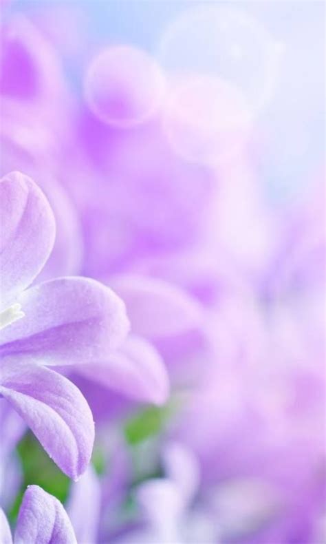 Download 480x800 Spring Flowers Cell Phone Wallpaper Category