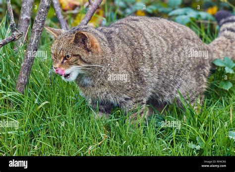 Portrait Of A Scottish Wildcat Felis Silvestris Silvestris At A