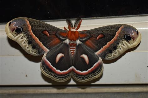 Cecropia Silkmoth Largest Moth In North America I Just Found On My