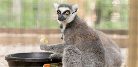 Ring Tailed Lemur Yellow River Wildlife Sanctuary