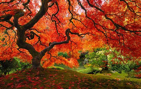 The 16 Most Beautiful Trees In The World Bright Side