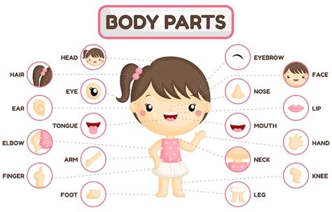 Premium Vector Girl Body Parts Chart