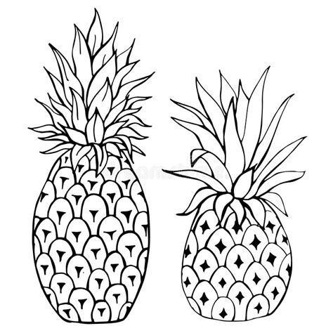 Hand Drawn Fruits Pineapple Vector Illustration Stock Vector