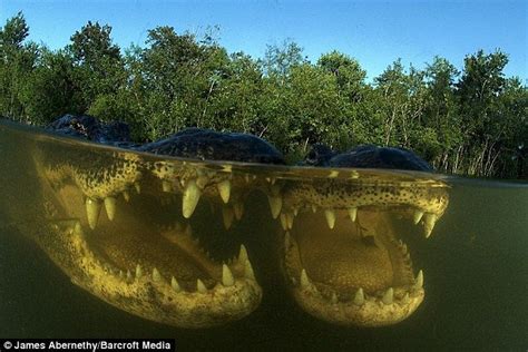 Swimming With Alligators Snap Happy Close Ups Captured Under Water In
