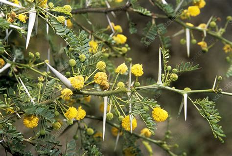 Acacia Flowers Acacia Karoo Stock Image B8002646 Science Photo