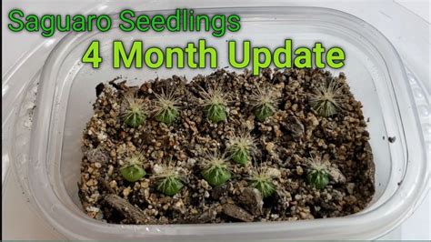 Saguaro Cactus Seedling 4 Month Update Youtube