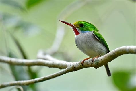 Birding In Cuba Naturetrek