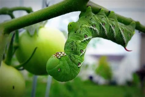 How To Get Rid Of Tomato Worms For Good The Ultimate Guide Naturallist