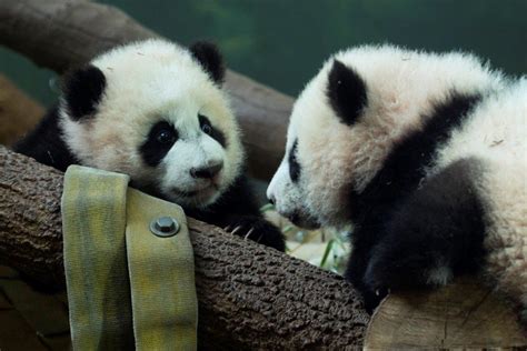Panda Update Wednesday Feb 15 Zoo Atlanta