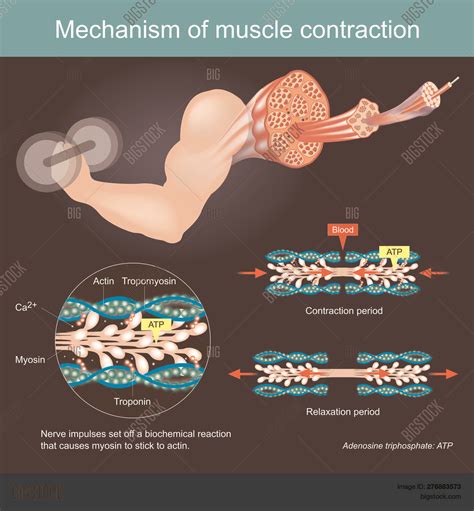 Muscle Contraction Vector And Photo Free Trial Bigstock