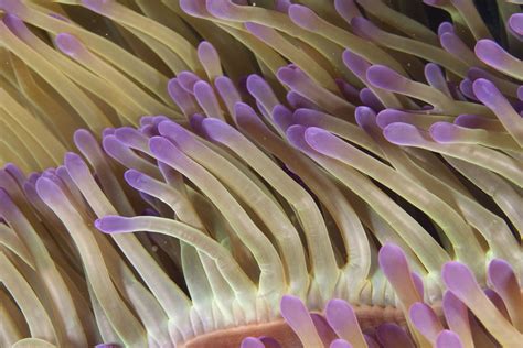 Photos Of Sea Anemones Order Actiniaria