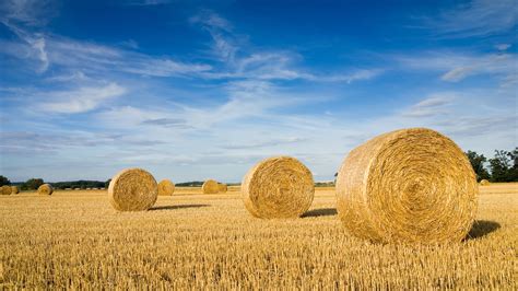 Whats The Difference Between Straw And Hay Mental Floss