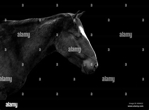 Horse Portrait Isolated On Black Stock Photo Alamy
