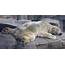 World’s Saddest Polar Bear  Dies After 22 Years In Concrete Cage CSGlobe