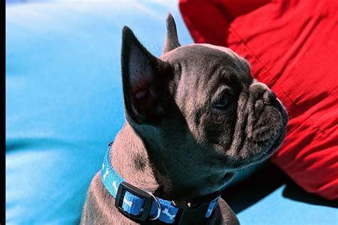 High to low nearest first. Top Gun Exotic Bulldogs - French Bulldog Puppies For Sale ...