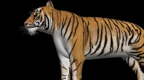 African Tiger 3d Model Low Poly Cgtrader