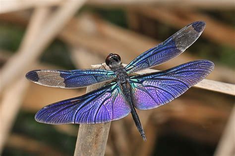 Flickrpbqsgzt Purple Dragonfly Rhyothemis Fuliginosa