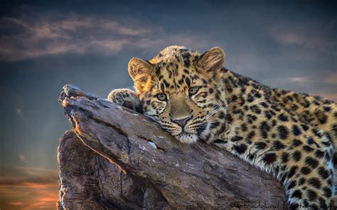 Leopard Full Hd Wallpaper And Background Image 1920x1200 Id345334
