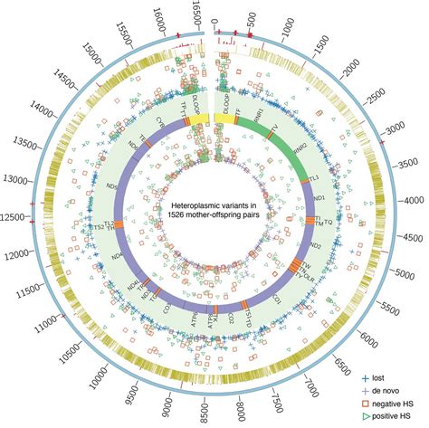 germline selection shapes human mitochondrial dna diversity science