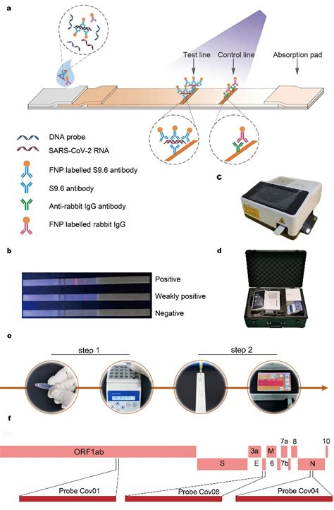 Scientists Develop Rapid Lateral Flow Immunoassay For Fluorescence