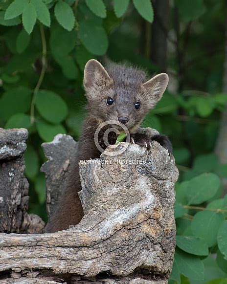 American Pine Marten Baby Kit Wildlife Reference Photos For Artists