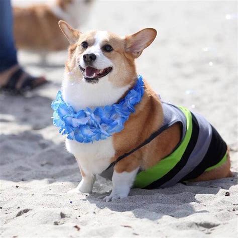 Lucky pups corgis are now owned and raised by kristen & chris cooper in vilonia, arkansas. 600 Cute Corgis Had a Ridiculous Cute Fun Day At The Beach ...