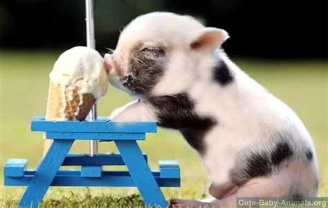 Cute Baby Pig Eating Icecream Animals I Love Pinterest